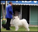 Click for more details of this dog