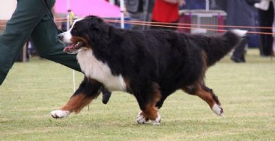 Breed Feature Photo - Unauthorised use prohibited!