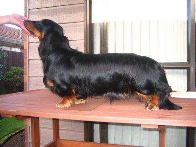 Breed Feature Photo - Unauthorised use prohibited!