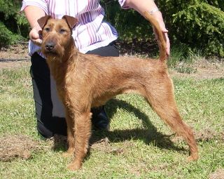 Breed Feature Photo - Unauthorised use prohibited!
