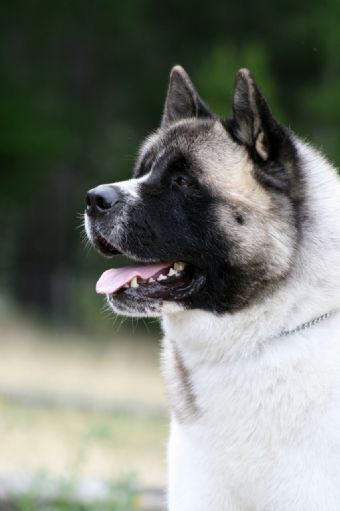 Breed Feature Photo - Unauthorised use prohibited!