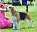 Click to see more details for this dog