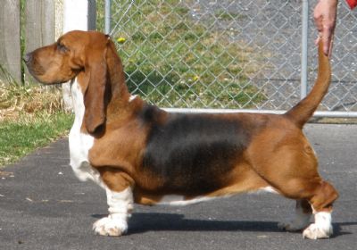 Breed Feature Photo - Unauthorised use prohibited!