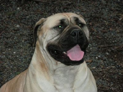 Breed Feature Photo - Unauthorised use prohibited!