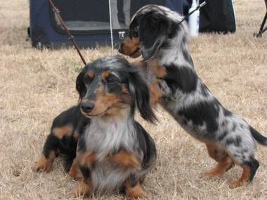 Breed Feature Photo - Unauthorised use prohibited!