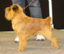 Click to see more details for this dog