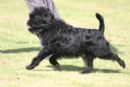 Click to see more details for this dog