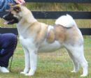 Click to see more details for this dog