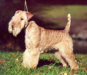 Breed Feature Photo - Unauthorised use prohibited!