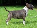 Click to see more details for this dog