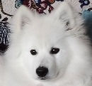 Click to see more details for this dog