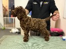 Click to see more details for this dog