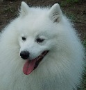 Click to see more details for this dog