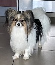 Click to see more details for this dog