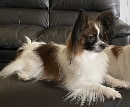 Click to see more details for this dog