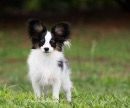 Click to see more details for this dog