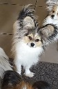 Click to see more details for this dog