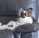 Click to see more details for this dog