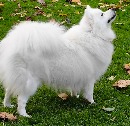Click to see more details for this dog