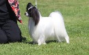 Click to see more details for this dog