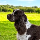 Click to see more details for this dog