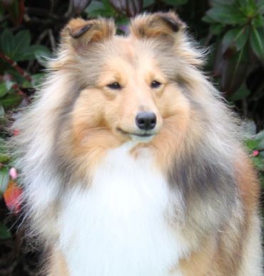 Shetland Sheepdog Breed Index at Dogz Online