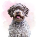 Click to see more details for this dog