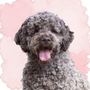 Click to see more details for this dog