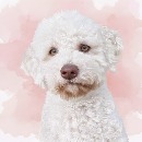 Click to see more details for this dog