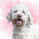 Click to see more details for this dog