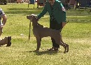Click to see more details for this dog