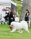 Click to see more details for this dog