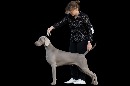 Click to see more details for this dog