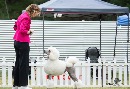 Click to see more details for this dog