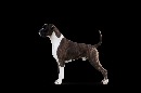Click to see more details for this dog