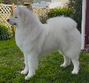 Click to see more details for this dog