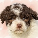 Click to see more details for this dog